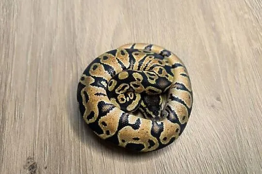 Pyton królewski Orange dream Pastel pH Clown