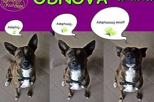 Cudowna sunia ODNOVA szuka domu,  mazowieckie Wars