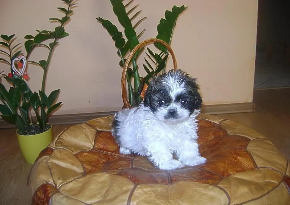 Shih tzu