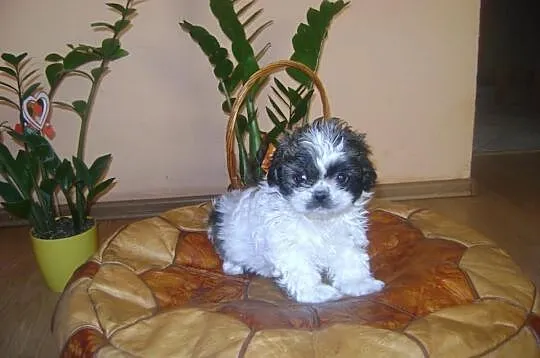 Shih tzu