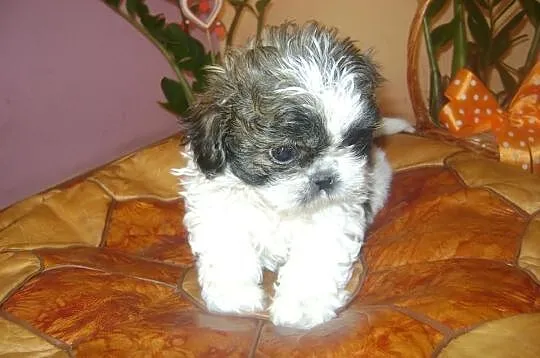 Shih tzu