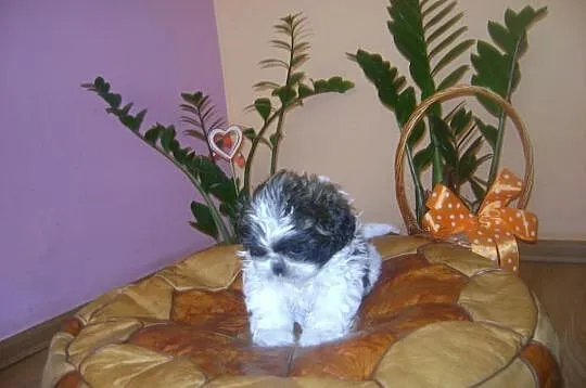 Shih tzu