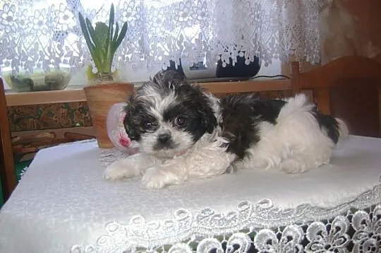 Shih tzu