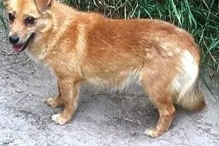 Pepik malutki i nieśmiały psiak szuka domu ,  mazo