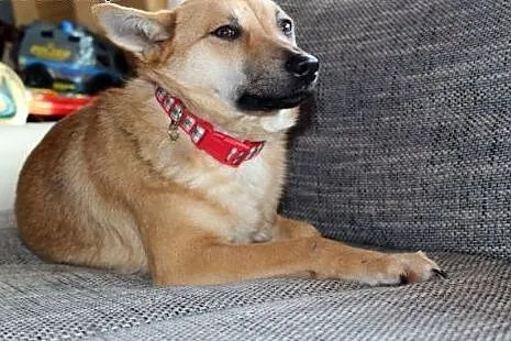 Śliczna Nuteczka do adopcji,  śląskie Bielsko-Biał