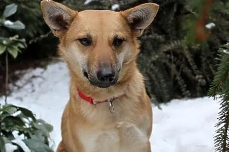 Śliczna Nuteczka do adopcji,  śląskie Bielsko-Biał