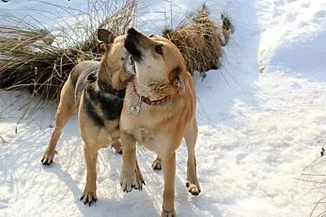 Śliczna Nuteczka do adopcji,  śląskie Bielsko-Biał