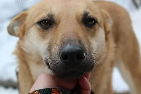 Śliczna Nuteczka do adopcji,  śląskie Bielsko-Biał