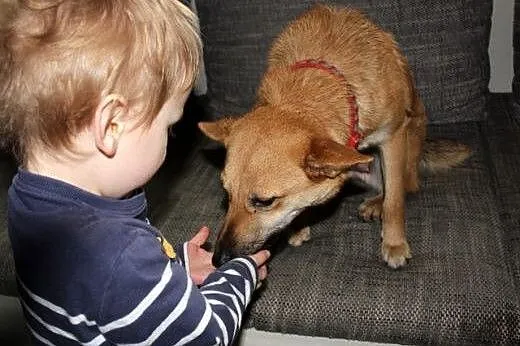 Śliczna Nuteczka do adopcji,  śląskie Bielsko-Biał