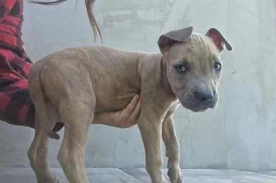Amstaff- gotowy do odbioru, Lubelskie, Chełm