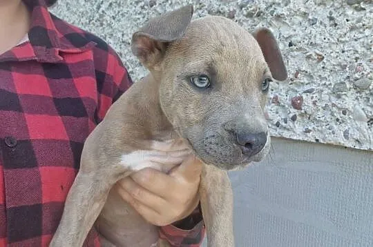 Amstaff- gotowy do odbioru, Lubelskie, Chełm