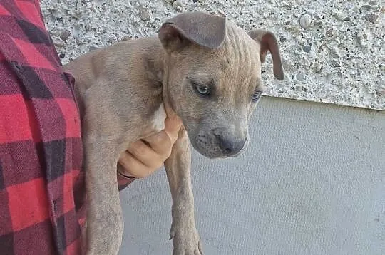 Amstaff- gotowy do odbioru, Lubelskie, Chełm
