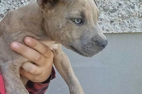Amstaff- gotowy do odbioru, Lubelskie, Chełm