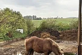 Sprzedam ogierka zimnokrwistego