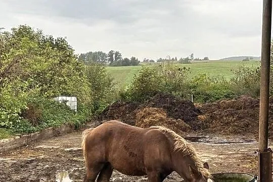 Sprzedam ogierka zimnokrwistego, Warmińsko-mazurskie, Mroczno
