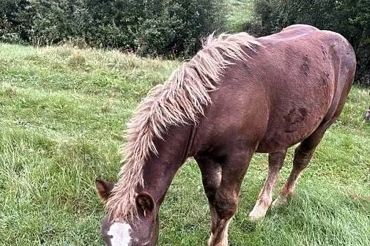 Sprzedam ogierka zimnokrwistego, Warmińsko-mazurskie, Mroczno