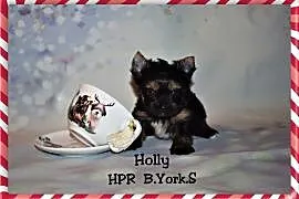 York Yorkshire Terrier dziewczynka do rezerwacji, Warszawa