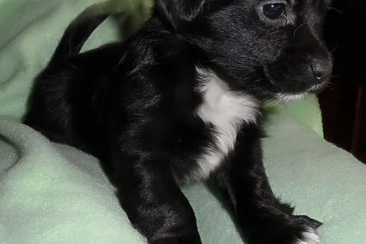 Major do adopcji ,  lubuskie Świebodzin