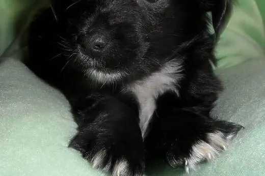Major do adopcji ,  lubuskie Świebodzin