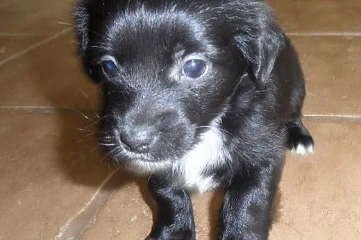 Major do adopcji ,  lubuskie Świebodzin