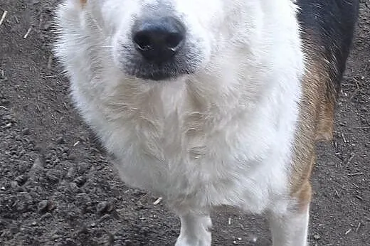 Grzeczny spokojny Toper szuka domu,  dolnośląskie 