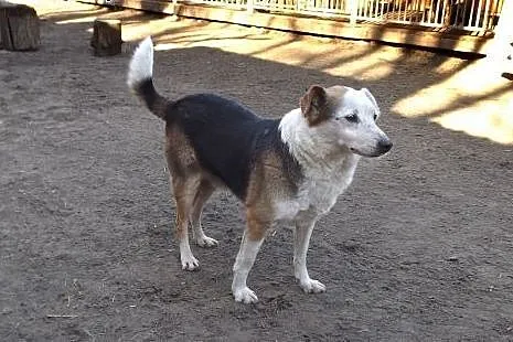 Grzeczny spokojny Toper szuka domu,  dolnośląskie 