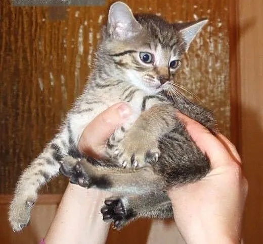 Uroczy bury REMONCIK do adopcji :) , mazowieckie