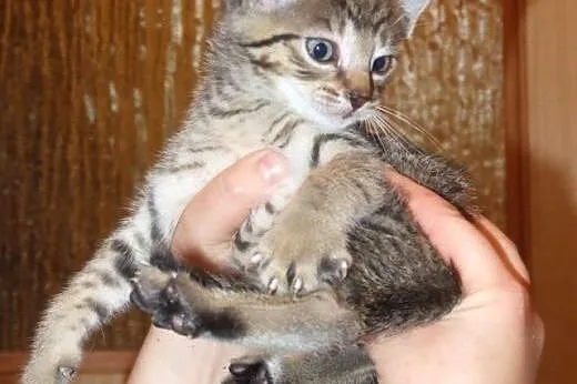 Uroczy bury REMONCIK do adopcji :) ,  mazowieckie 