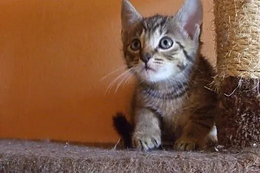 Uroczy bury REMONCIK do adopcji :) ,  mazowieckie 