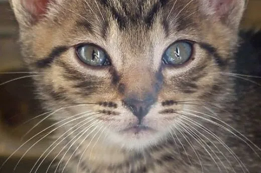 Uroczy bury REMONCIK do adopcji :) ,  mazowieckie 