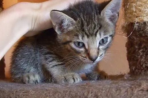 Uroczy bury REMONCIK do adopcji :) ,  mazowieckie 