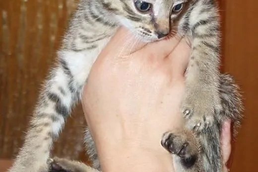 Uroczy bury REMONCIK do adopcji :) ,  mazowieckie 