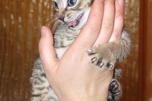 Uroczy bury REMONCIK do adopcji :) ,  mazowieckie 