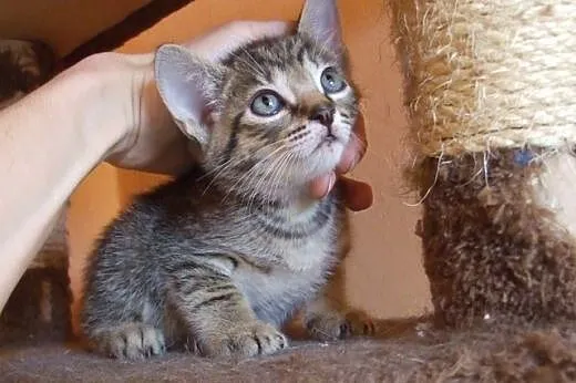 Uroczy bury REMONCIK do adopcji :) ,  mazowieckie 