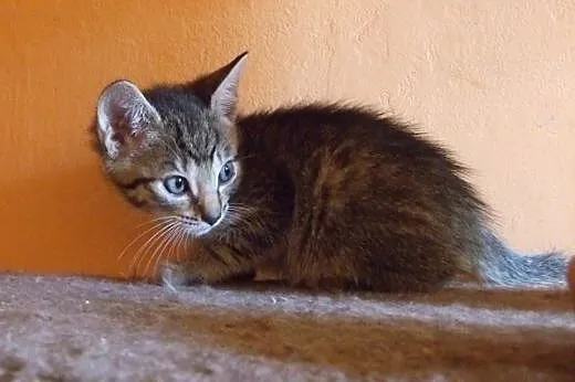 Uroczy bury REMONCIK do adopcji :) ,  mazowieckie 