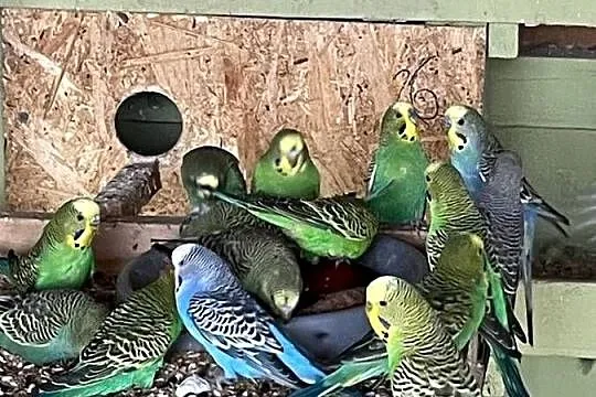 Papugi świergoty rozele faliste, Mazowieckie, Nowa Bukówka