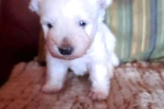 West H.W terrier piesek