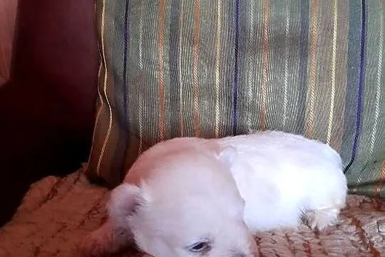 West H.W terrier piesek, Podlaskie, Augustów