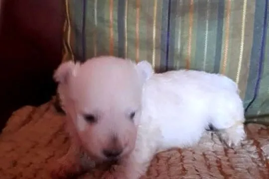 West H.W terrier piesek, Podlaskie, Augustów