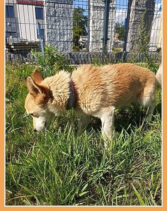 Maleńki 3 kg,przeuroczy psiaczek KACPEREK,łagodny,grzeczny.PILNA ADOPCJA!, śląskie Katowice, Śląskie, Katowice