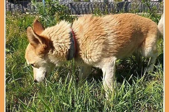 Maleńki 3 kg,przeuroczy psiaczek KACPEREK,łagodny,grzeczny.PILNA ADOPCJA!,  śląskie Katowice, Śląskie, Katowice
