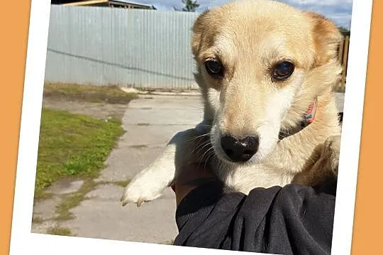 Maleńki 3 kg,przeuroczy psiaczek KACPEREK,łagodny,grzeczny.PILNA ADOPCJA!,  śląskie Katowice, Śląskie, Katowice