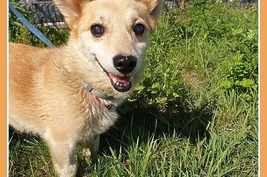 Maleńki 3 kg,przeuroczy psiaczek KACPEREK,łagodny,grzeczny.PILNA ADOPCJA!,  śląskie Katowice, Śląskie, Katowice