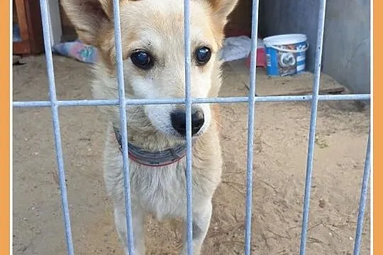 Maleńki 3 kg,przeuroczy psiaczek KACPEREK,łagodny,grzeczny.PILNA ADOPCJA!,  śląskie Katowice, Śląskie, Katowice