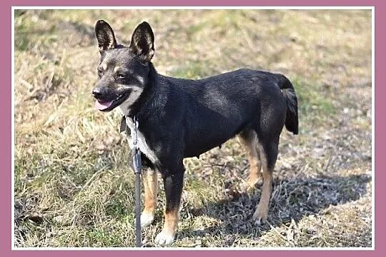 Mała 10 kg, przemiła, łagodna ,przytulaśna sunia P