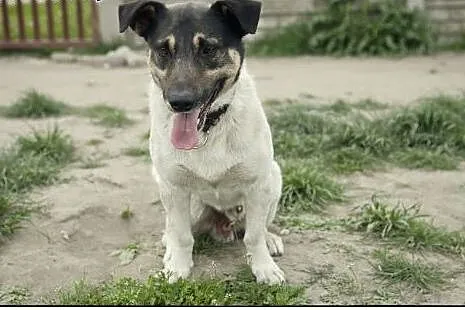 BOSKI Roki do adopcji :),  łódzkie Łódź
