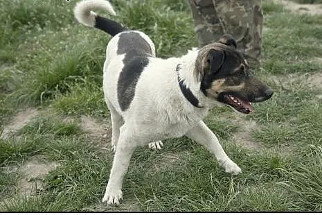 BOSKI Roki do adopcji :),  łódzkie Łódź