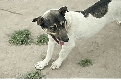 BOSKI Roki do adopcji :),  łódzkie Łódź