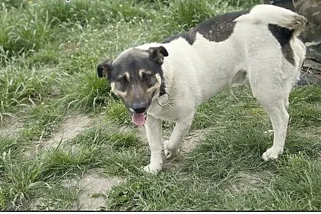 BOSKI Roki do adopcji :),  łódzkie Łódź