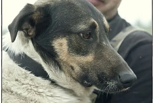 BOSKI Roki do adopcji :),  łódzkie Łódź